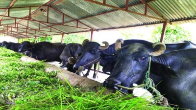  ‘कोरियाको कमाइ र सीप भैंसीपालनमा’ 