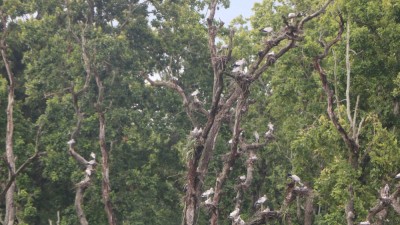  घुँगीफोर गरुडको प्रजनन केन्द्र बन्यो बाटुलीपोखरी 