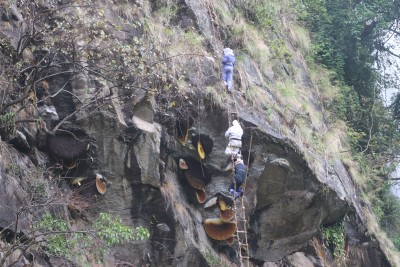  भिर मौरीको मह सिकार गर्ने परम्परालाई जीवन्त राख्न पुस्ता हस्तान्तरण 