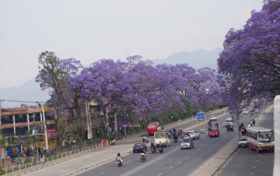  ललितपुरमा ढकमक्क जाकारान्डा, संरक्षण गर्दै महानगर 