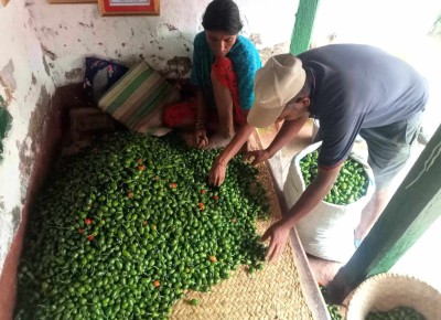  आम्दानीको स्रोत अकबरे 