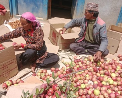  जुम्लामा स्याउ बिक्रीबाट ३८ करोड १० लाख आम्दानी 