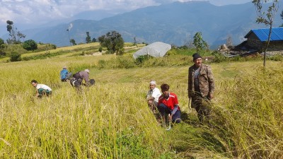  असिना पानीले ३५५ रोपनीमा लगाएको धान र कोदो नष्ट, किसान चिन्तित 