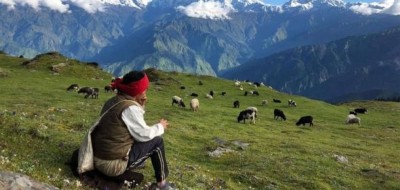  जुम्लामा भेडापालक किसानलाई गोठालो भत्ता 