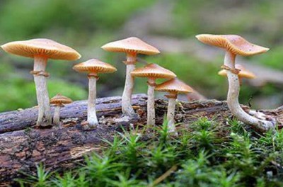  बारीमा उम्रिएको च्याउ खाँदा तनहुँमा १० जना बिरामी 