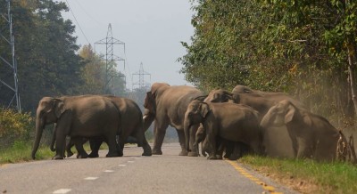  बासस्थान अतिक्रमणले मानव-हात्ती द्वन्द्व बढ्दो 
