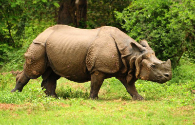  बाढीले सुस्ता पुर्‍याएको गैंडाको उद्धार 