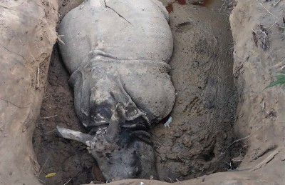  धापमा भासिएर पोथी गैँडाको मृत्यु 