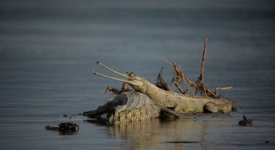  राप्ती नदीमा भेटियो १७ घडियालको गुँड 