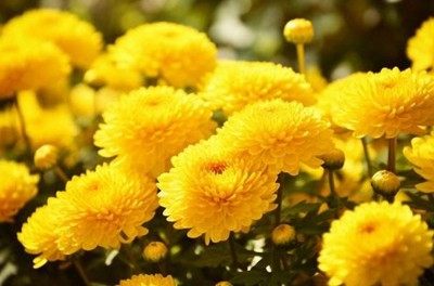  दसैँ, तिहार र छठ पर्वमा मधेसका बजारबाट ५ करोडको फूल किनबेच 