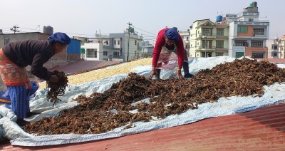  गाउँघरमा पाक्ने गुन्द्रुक भित्रियो सहर, विदेशमा अझ धेरै माग 