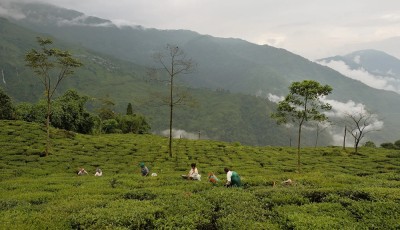  इलाममा चियाको पहिलो टिपाइ सुरु 