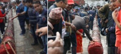  इन्द्रजात्राको साइत सार्वजनिक : आइतबार लिङ्गो उठाउन रुख काटिने 