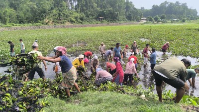  टरुवा ताल संरक्षणका लागि जलकुम्भी हटाइँदै 