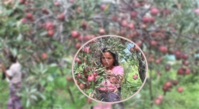  काँचो स्याउ टिपे कारबाही ! 