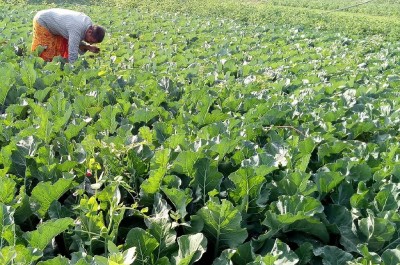  ७० भन्दा बढि तरकारी किसानमा क्यान्सर र मिर्गौला फेलको समस्या  