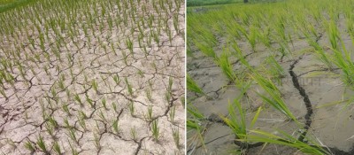  मनसुन सक्रिय भए पनि धनुषामा भने पानी नपर्दा धान रोपाइँ प्रभावित 