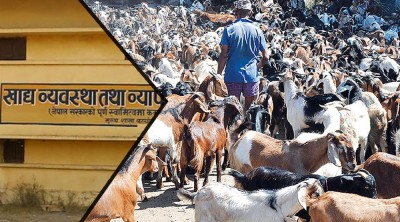  खाद्य व्यवस्थाले यसवर्ष दसैँमा खसी-बोका बिक्री नगर्ने 
