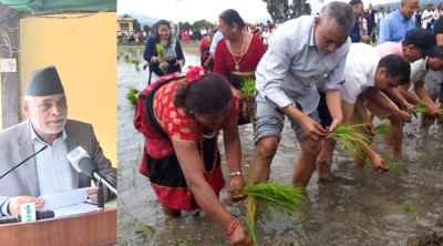  धान रोप्दै कृषिमन्त्री अधिकारीले भने- किसानको हितमा सरकार प्रतिबद्ध छ 