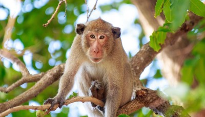  बाँदरले सताएपछि भरुवा बन्दुक राख्न पाउनुपर्ने पाल्पाका वन उपभोक्ताको माग 