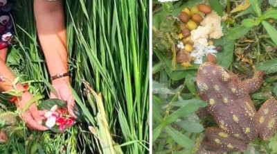  भक्तपुरका खेतमा भ्यागुतोलाई भात ! 