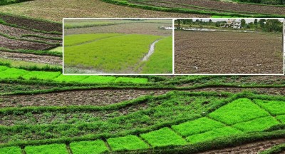  असार सकिनै लाग्यो : पानी अभावमा सयौं हेक्टर बाँझै, किसान निराश 