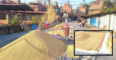  भक्तपुरका बाटोबाटोमा धान, पैदलयात्रु र सवारीसाधनलाई असहज 