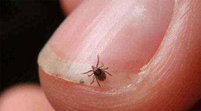  चितवनमा स्क्रब टाइफसबाट एक जनाको मृत्यु, साउनयता २२९ सङ्क्रमित 