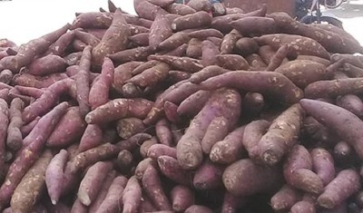  आजको कृषि उपजहरूको थोक मूल्य: सखरखण्ड र  पिँडालुको मूल्य बढ्यो 