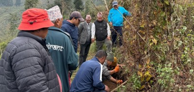  अन्न नउब्जने भिरालोमा ‘वनतरुल’ खेती ! 