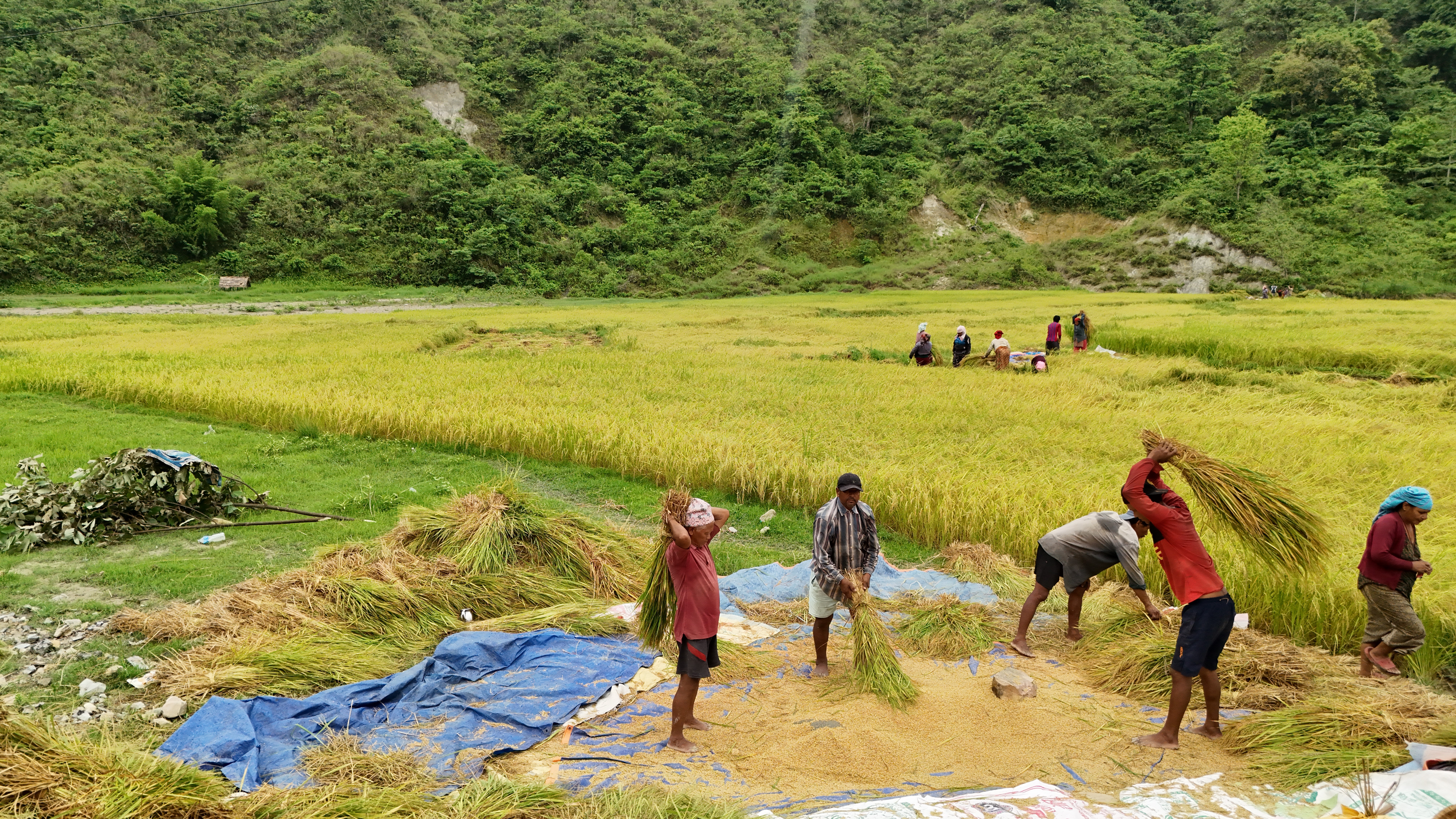 चैते धान थन्क्याउने चटारोमा किसान