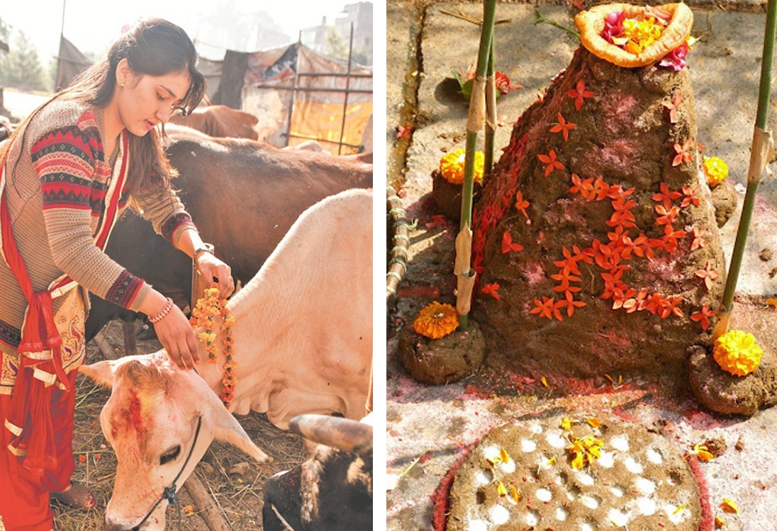 आज गोरु, गोवर्द्धन र हलि पूजा