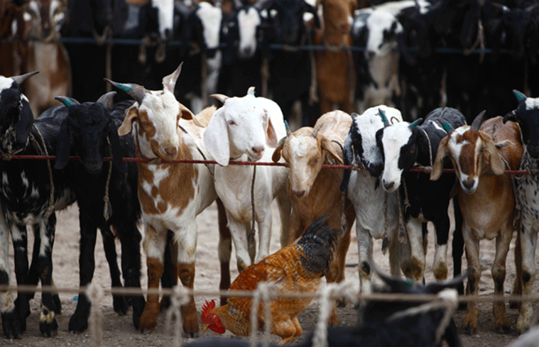  दसैँका लागि दाङबाट चार सय खसीबोका काठमाडौँ ल्याइँदै 