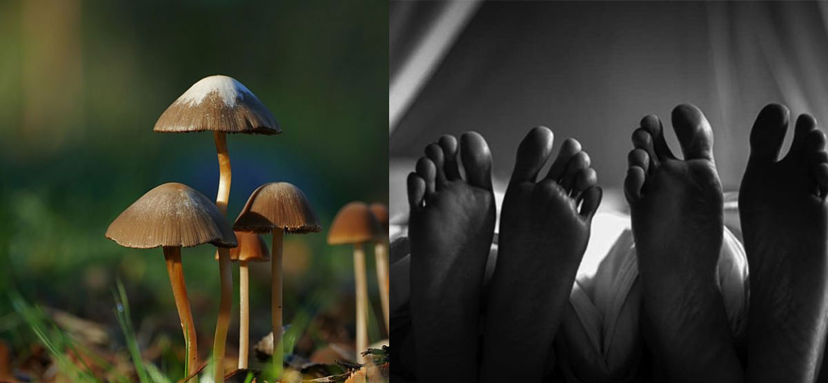 जंगली च्याउ खाँदा वृद्ध दम्पतीको मृत्यु