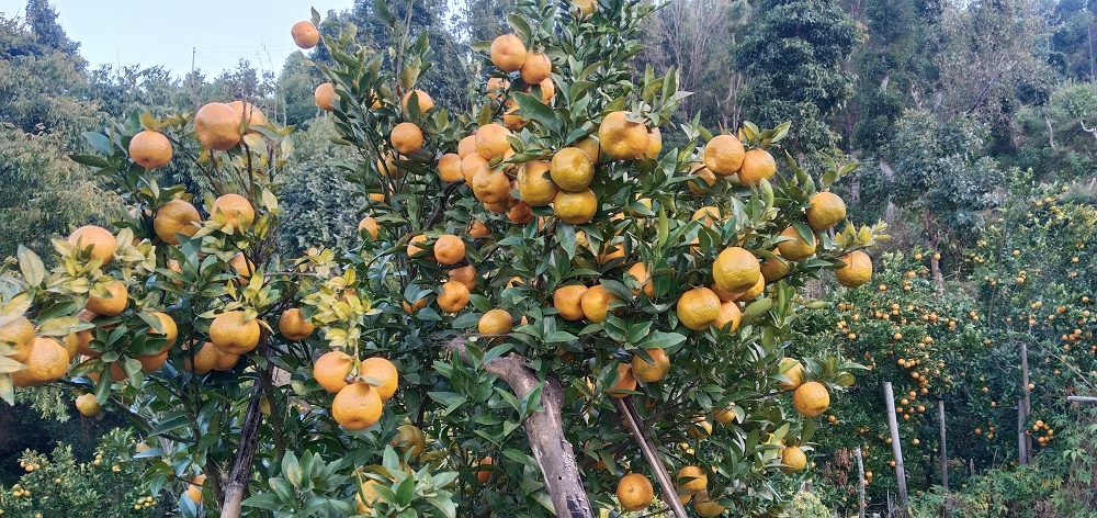 सुन्तलाले बजार नपाएको रामेछापका किसानको गुनासो