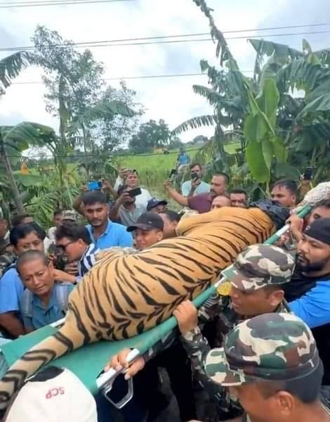 हात्ती परिचालन गरी बाघलाई नियन्त्रणमा लिईयो